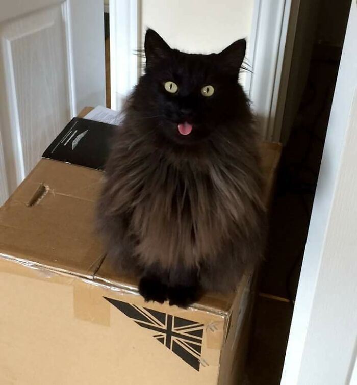 Freya, la descarada gata bosque de Noruega