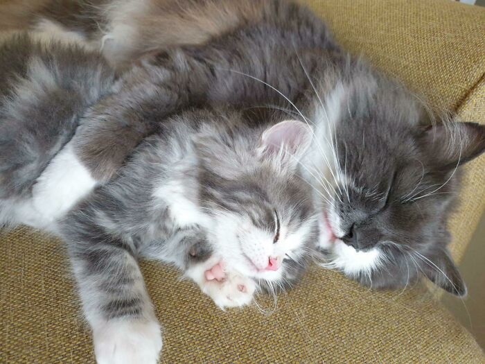 My Norwegian Forest Cats Olli (1,5 Y/O M) And Blitz (0,5 Y/O M) Both The Same Parents But Just Different Nest