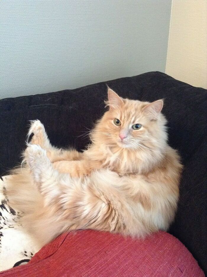 My Norwegian Forest Cat