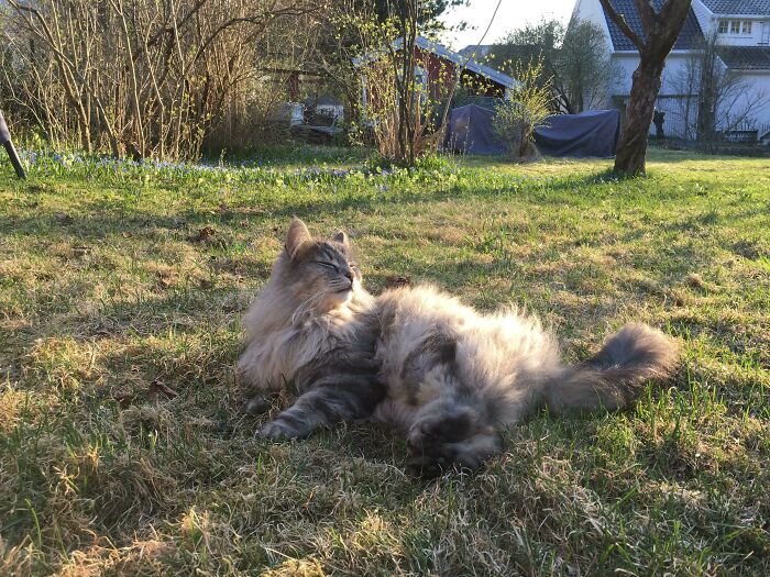 My Norwegian Forest Cat Orion Out In The Sun!
