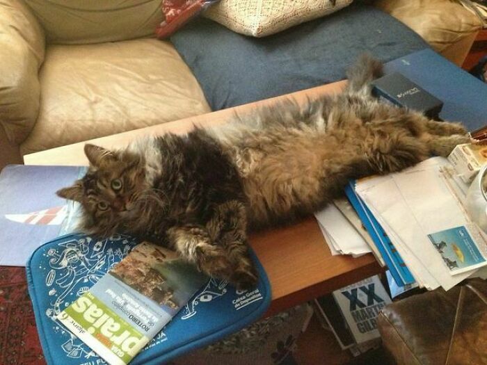 He's So Special - Norwegian Forest Cat