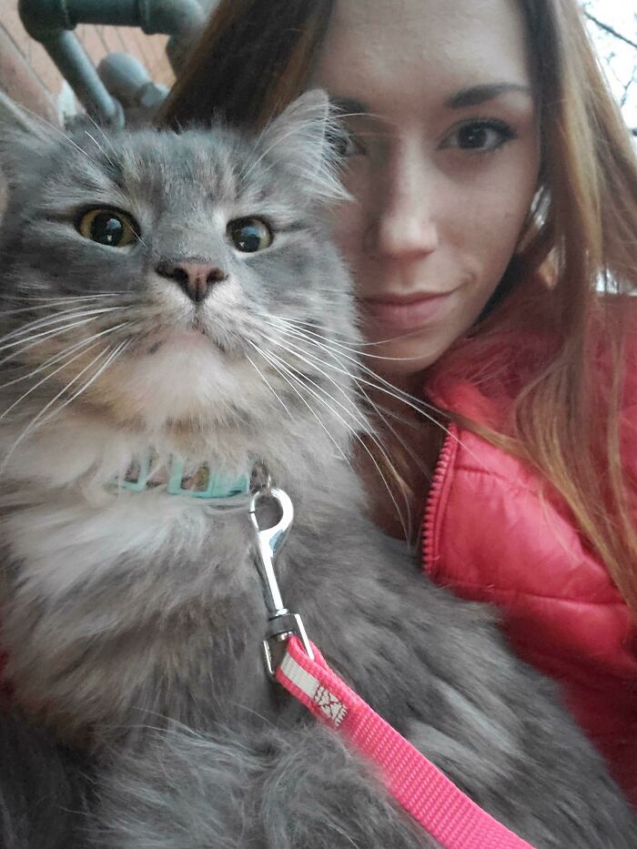 Bellamy Blake. My Floofy Baby Boy. He's A Norwegian Forest Cat