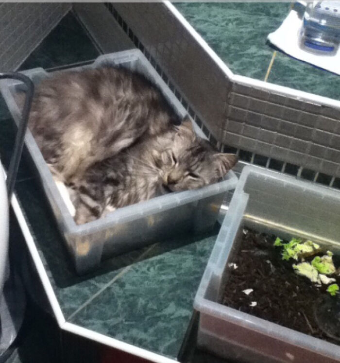 Norwegian Forest Cat Thinks He's A Snail