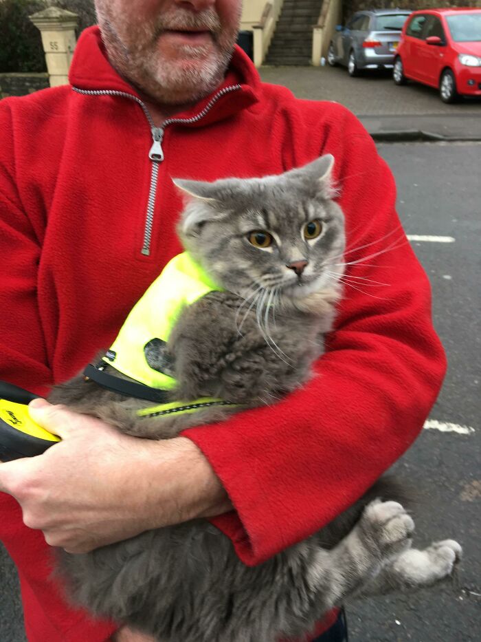 Bumped Into This Little Guy On The Street Earlier. His Name Was Baikal, And He Is A Norwegian Forest Cat. He Was Off To The Vet So He Was A Bit Under The Weather