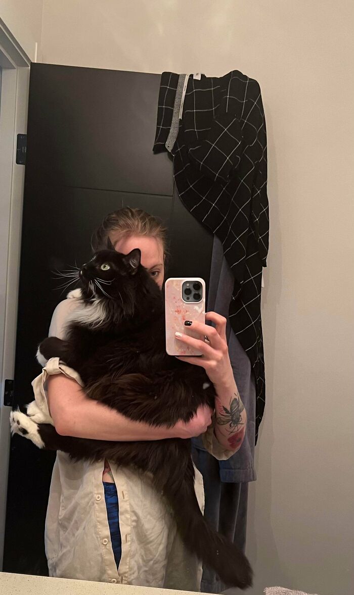 My Large Norwegian Forest Cat, Kirby