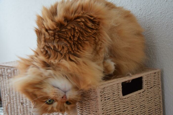 This Is Higgins, One Of My Norwegian Forest Cats. Love His Posture In The Picture