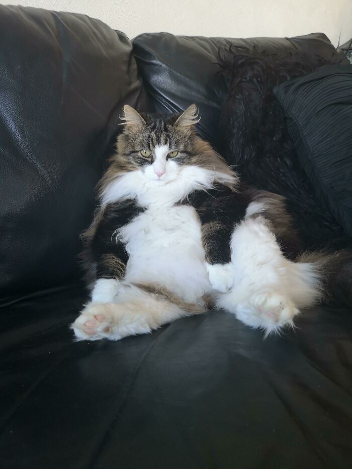 This Is Casper, My Norwegian Forest Cat!