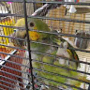 helmuthmassat avatar