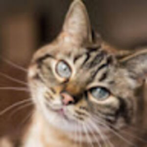 domenicoserri avatar