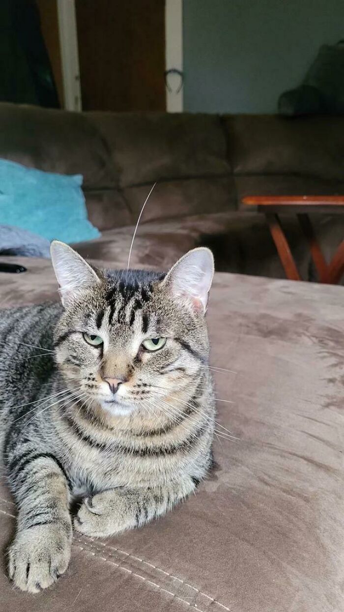 He Shed Off A Whisker So I Put It Back On Him