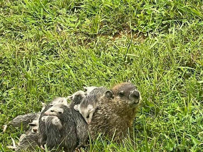 Eight Orphaned Baby Possums Decided That This Groundhog Was Their New Mother. (Babies All Have Since Gone To A Wildlife Rescue.)