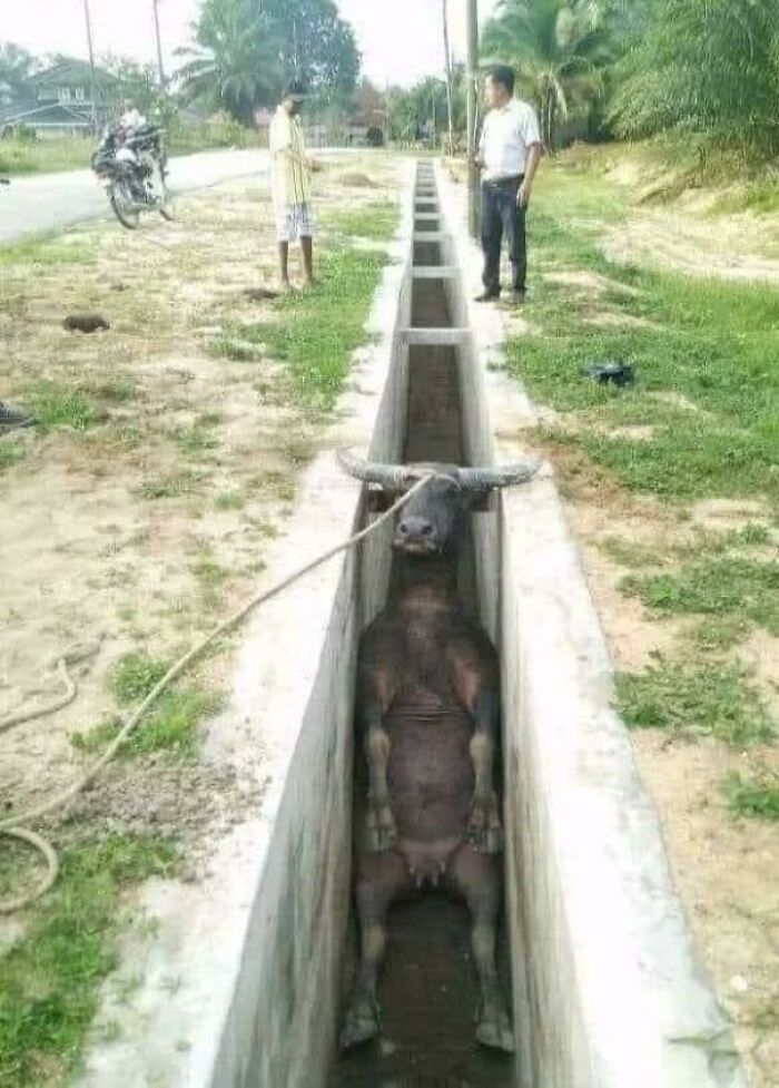 Stuck Water Buffalo
