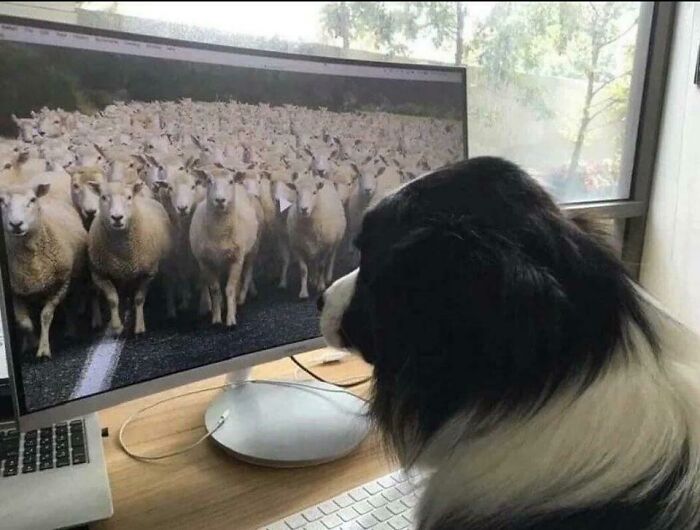 Border Collie Working From Home