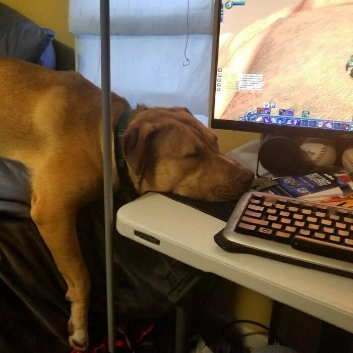 He Got Bored Watching Me Play Wow Classic