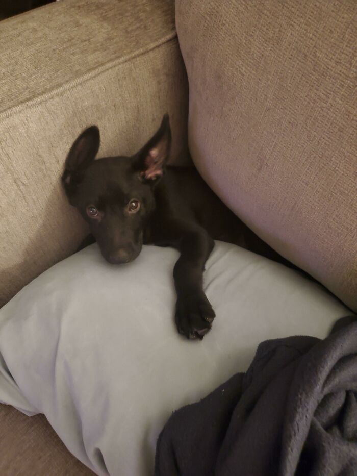 Maya Just... Slid Back... And Let The Couch Take Her