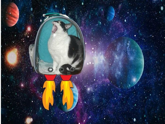 My Son Insists The Cat Likes The New Backpack