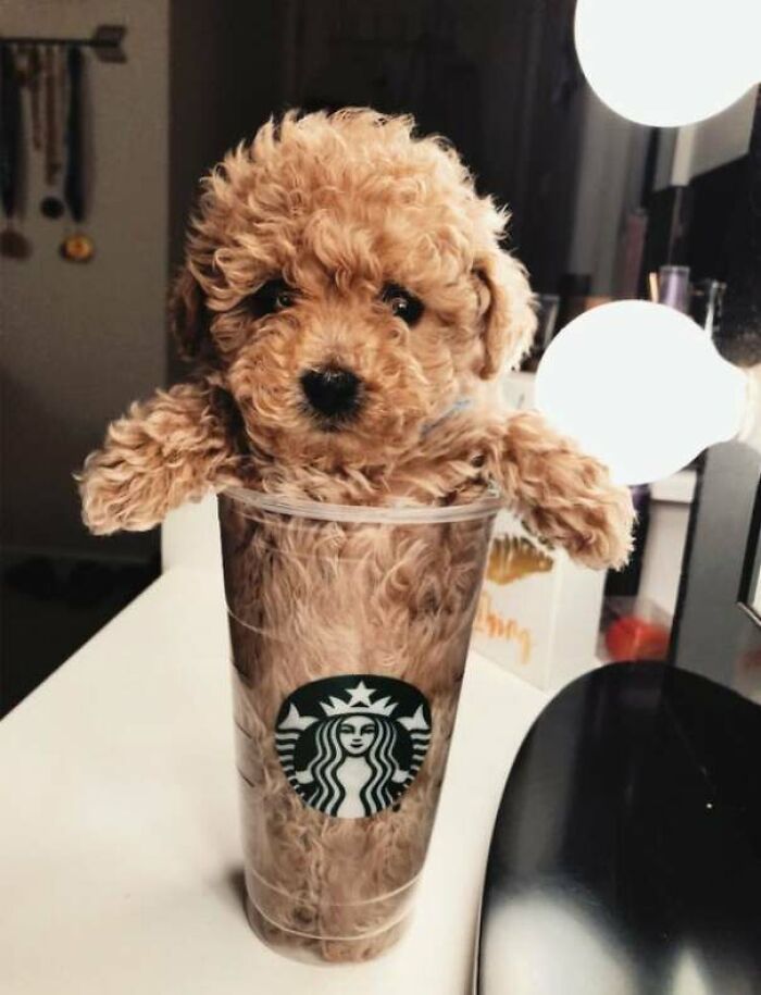 Pupper In A Cupper