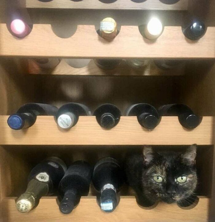 "I'm A Wine Bottle Now"