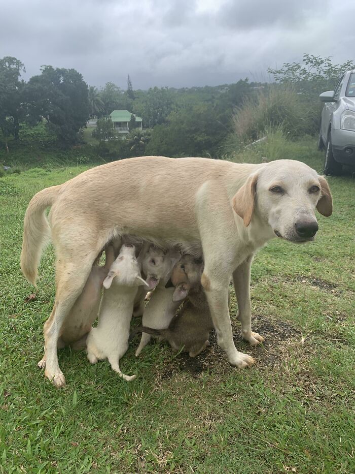 She Nurses Her Seven Puppies