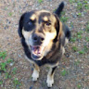 deborahprelesnik avatar