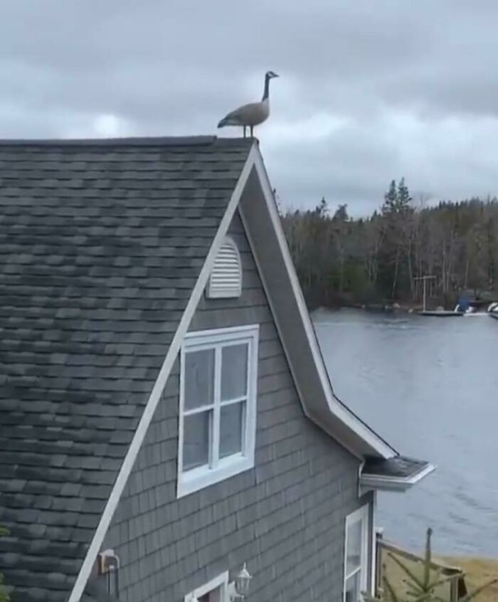 In Canada We Don’t Rely On Roosters