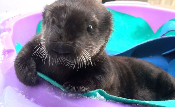 Meet Lincoln, President Of Sea Pups, Winner Of The Pupular Vote