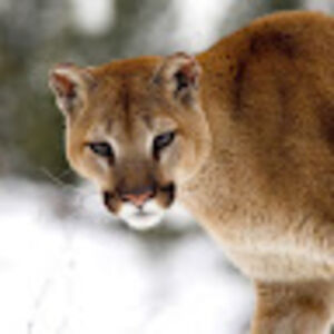 freyjazimmerman avatar