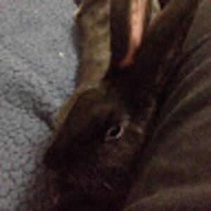 justinbuckner avatar