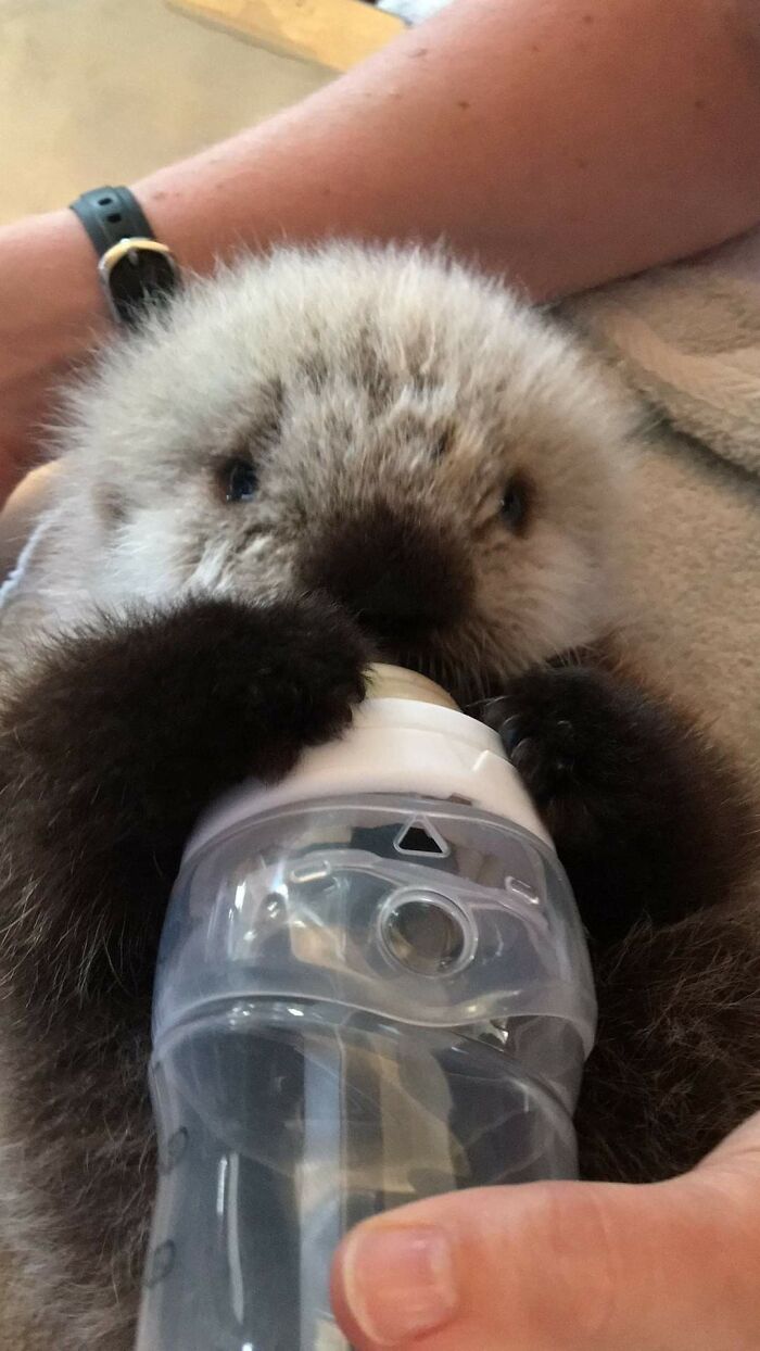Cute otter pup drinking from a bottle while being held gently.