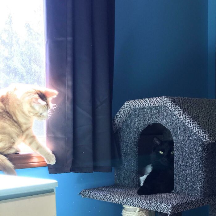 The Greatest Cat Photo I Will Ever Take