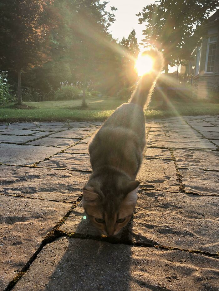 Perfectly Timed Tail