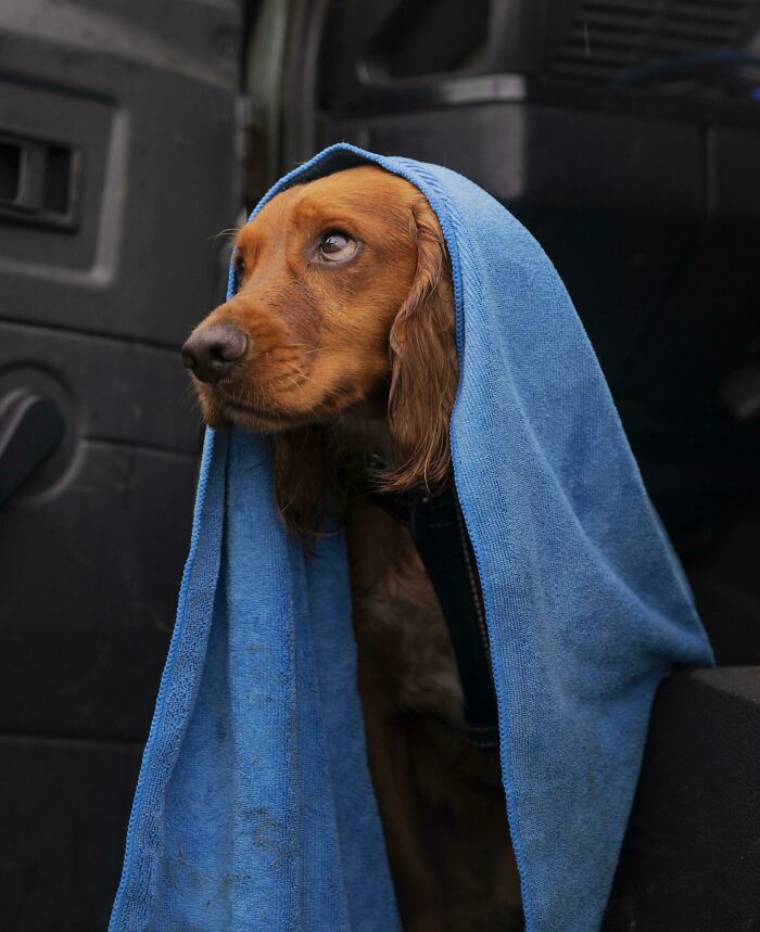 Henry Drying Off From His Walk