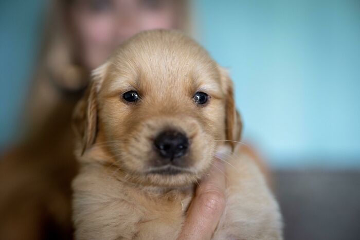 Otis Was Popular Yesterday, So I Thought Maybe You Guys Would Like To See This Fluffer While He Was Awake
