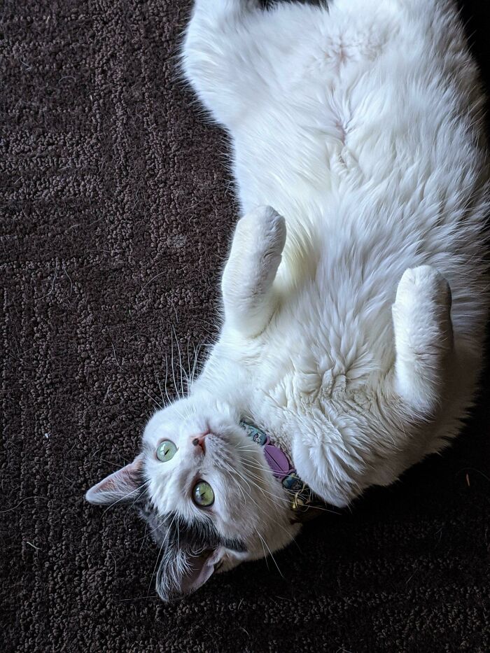 My Mom Has Been Watching My Cat While I’m Out Of Town And She Sends Me A Picture Every Day. This Is The One I Got Today. Thought You Guys Might Like It