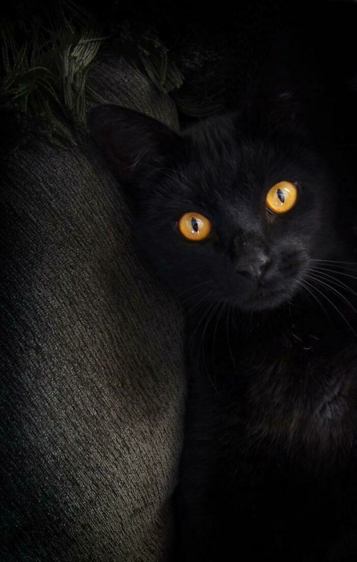 My Mother’s Kitty Used To Prop Himself Up Against The Couch Pillow For Belly Rubs. He Was A Patient Kitty