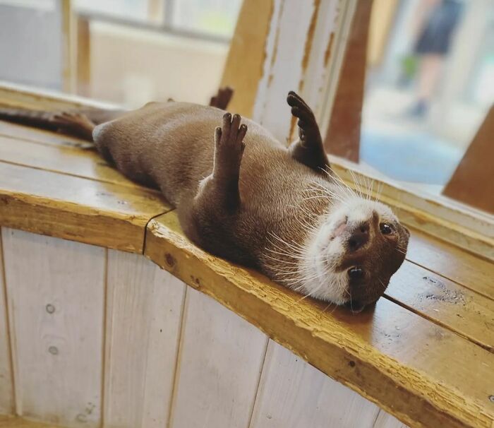 Waiting For Those Belly Rubs