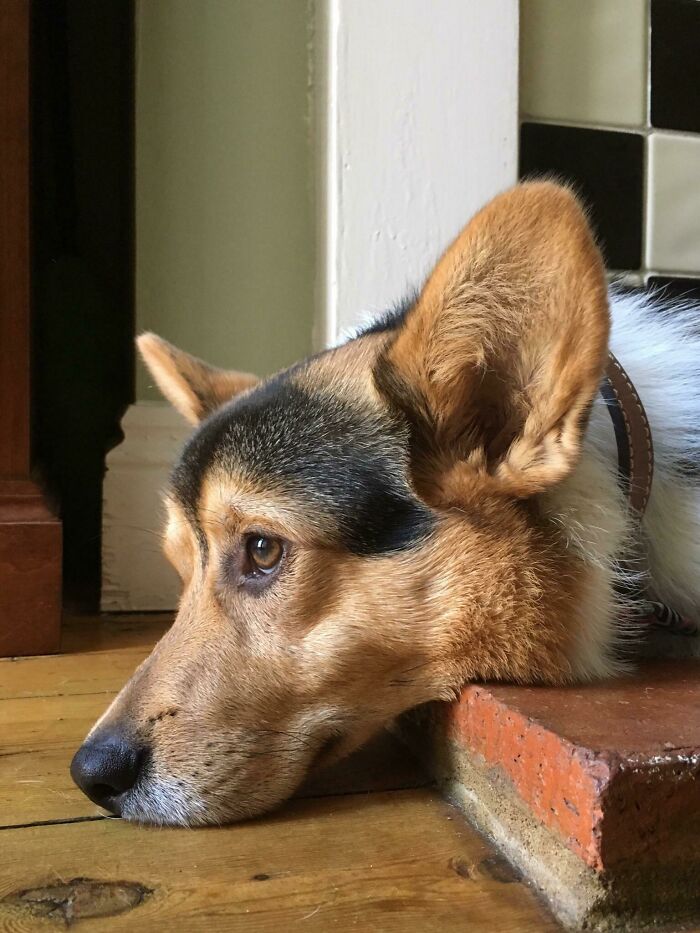 Mustard In His Favourite Spot