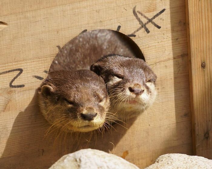 Sharing The Snoozing Spot