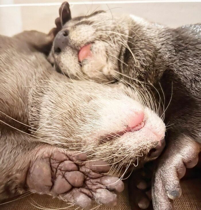 There Is The World’s Most Cozy Coach In My Living Room