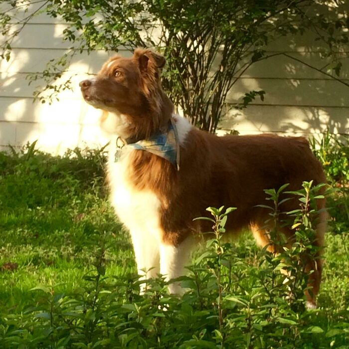 Caught In The Light Of An Early Sunset