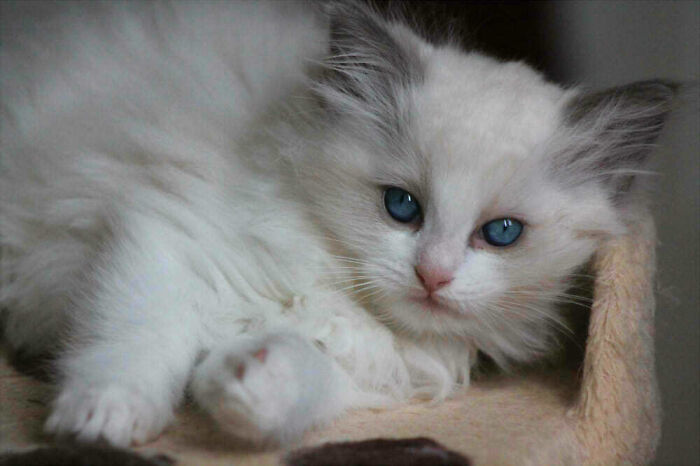 Killer Stare (Aka 'My Cat Is Prettier Than Me')