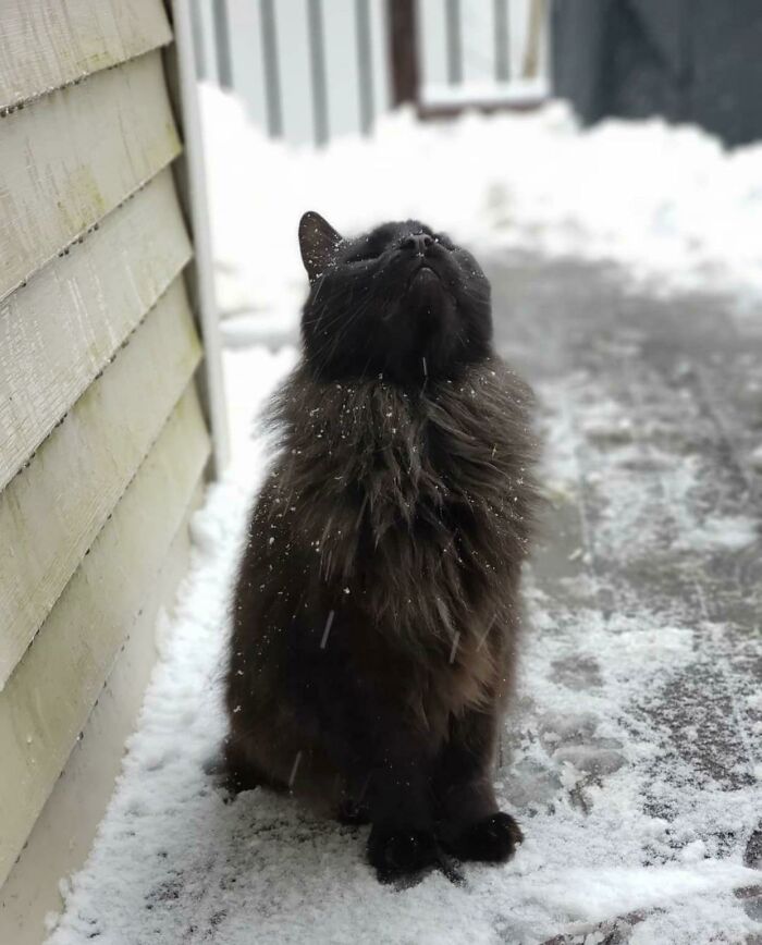 Rip Martin Lucifer Kitty, Prince Of Darkness, His Dark Majestic Majesty. You Are Missed And Loved, But Never Forgotten