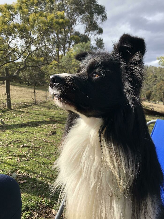 Beautiful Forest Boi