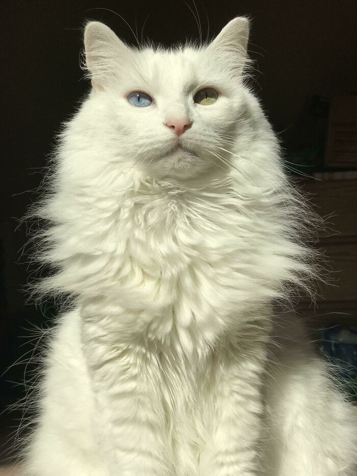 Honestly Any Picture Of Angel Is Majestic But This Is An Extra Big Mood