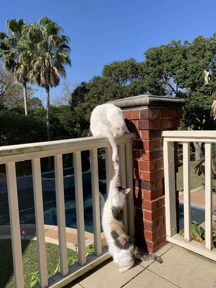 My Cats Touching Paws