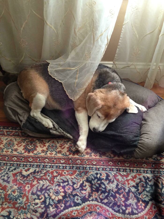 I’m Gonna Miss My Boy. My Camera Was A Little Messed Up At The Time, But I Hope This Fits Here. His Name Was Sparky!