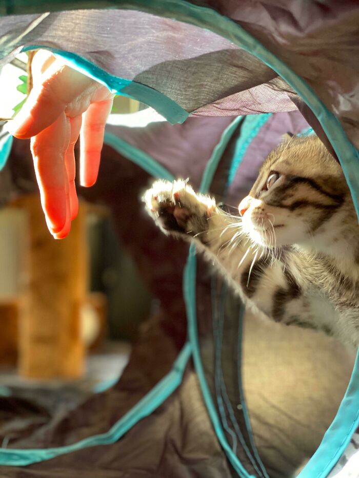 The Creation Of Kitten