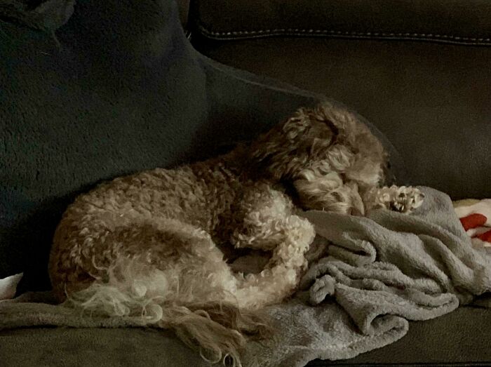 Sleepy Bean + Slight Zoom = Unintentional Renaissance Art