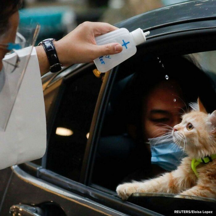 Blessing Of The Kitten