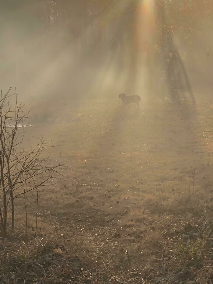 My Dog, Lookin Majestic